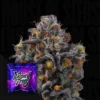 11:11 ( RS11 x RS11) Wizard Trees Seed Kaufen