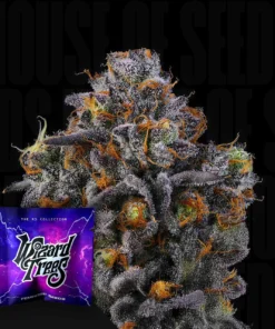 11:11 ( RS11 x RS11) Wizard Trees Seed Kaufen