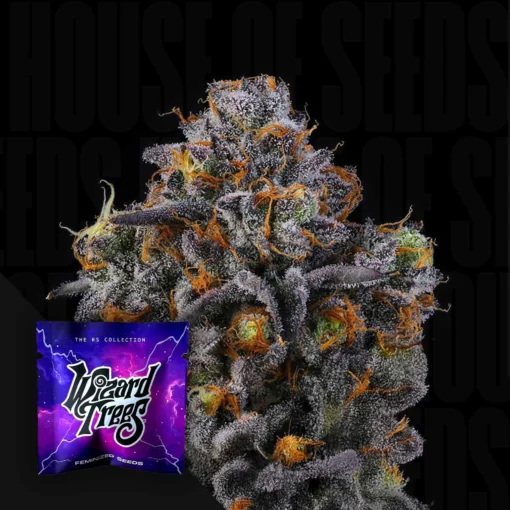 11:11 ( RS11 x RS11) Wizard Trees Seed Kaufen