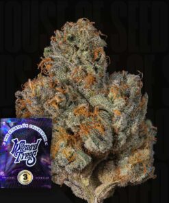 Big Ben Wizard Trees Seeds Kaufen Online Deutschland