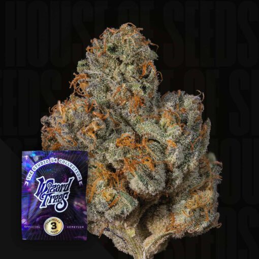 Big Ben Wizard Trees Seeds Kaufen Online Deutschland