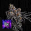 Bowshooter Wizard Trees Seeds Kaufen Online
