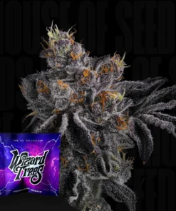 Bowshooter Wizard Trees Seeds Kaufen Online