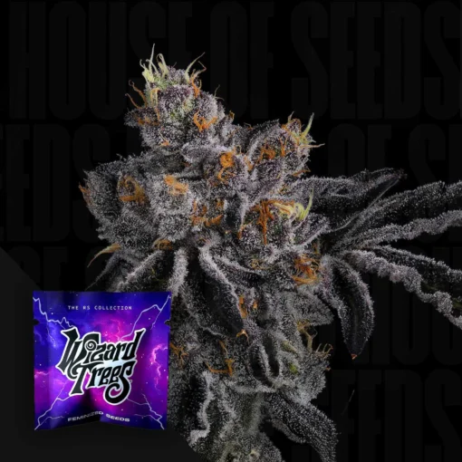 Bowshooter Wizard Trees Seeds Kaufen Online