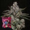 British Delight Wizard Trees Seeds Kaufen Online