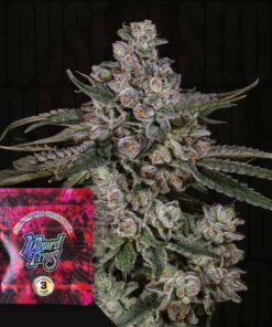 British Delight Wizard Trees Seeds Kaufen Online