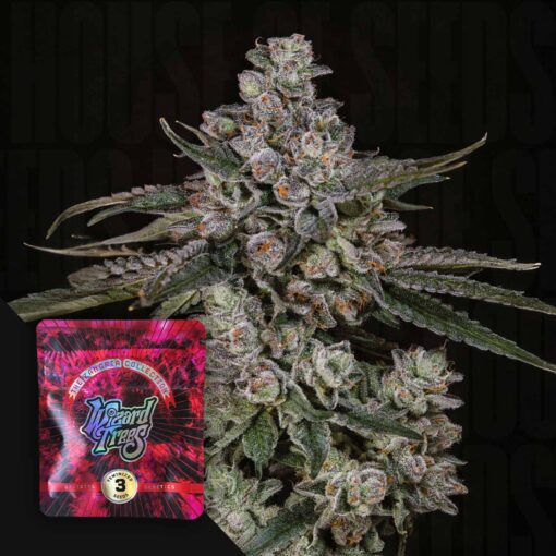 British Delight Wizard Trees Seeds Kaufen Online