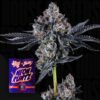 Broadway Runtz Wizard Trees Seeds Kaufen
