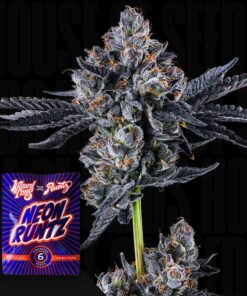 Broadway Runtz Wizard Trees Seeds Kaufen