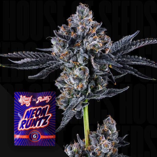 Broadway Runtz Wizard Trees Seeds Kaufen