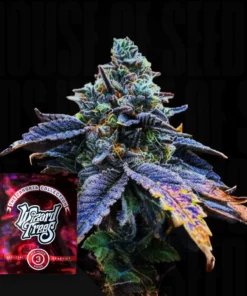 Corked Wizard Trees Seeds Kaufen Online