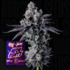 Empire 54 Wizard Trees Seeds Kaufen