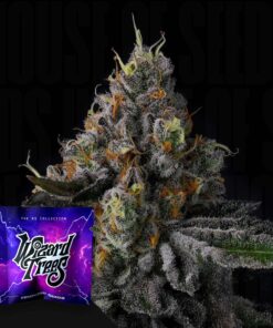 Galactic Rainbow Wizard Trees Seeds Kaufen Online