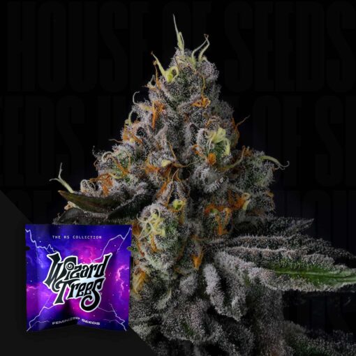 Galactic Rainbow Wizard Trees Seeds Kaufen Online