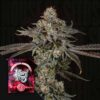 Gas Gimlet Wizard Trees Seeds Kaufen