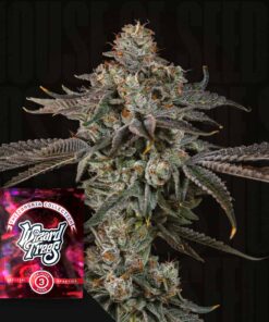 Gas Gimlet Wizard Trees Seeds Kaufen