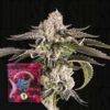 Gridlock Wizard Trees Seeds Kaufen Online