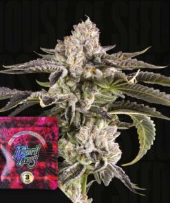 Gridlock Wizard Trees Seeds Kaufen Online