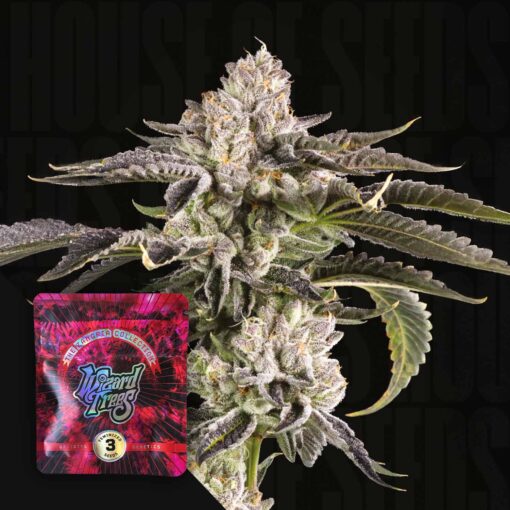 Gridlock Wizard Trees Seeds Kaufen Online