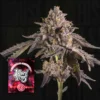 Happy hour Wizard Trees Kaufen Online