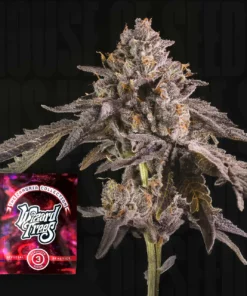 Happy hour Wizard Trees Kaufen Online