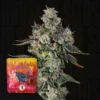 LIIT (Long Island Iced Tea) Wizard Trees Seeds Kaufen Online