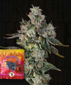 LIIT (Long Island Iced Tea) Wizard Trees Seeds Kaufen Online