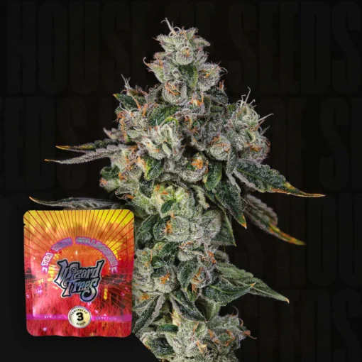 LIIT (Long Island Iced Tea) Wizard Trees Seeds Kaufen Online