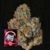 Last Pour Wizard Trees Seeds Kaufen Online