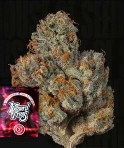 Last Pour Wizard Trees Seeds Kaufen Online