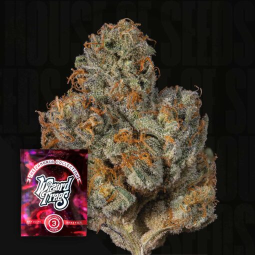 Last Pour Wizard Trees Seeds Kaufen Online