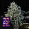Neon Runtz Wizard Trees Kaufen Online