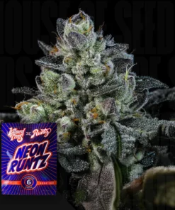 Neon Runtz Wizard Trees Kaufen Online