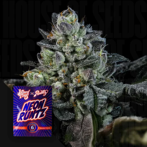 Neon Runtz Wizard Trees Kaufen Online