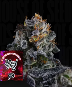 Papaya Drip Zangria Wizard Trees Seeds Kaufen