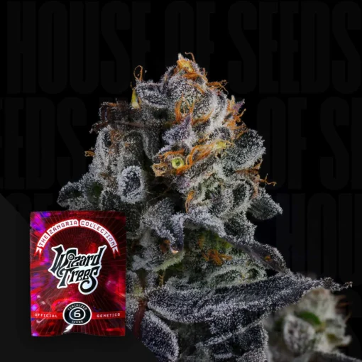 Papaya Drip Zangria Wizard Trees Seeds Kaufen
