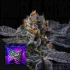 Pep Z Wizard Trees Seeds Kaufen 