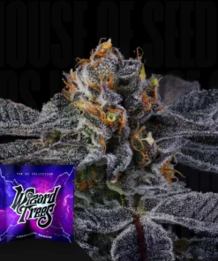Pep Z Wizard Trees Seeds Kaufen 