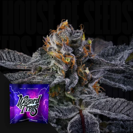 Pep Z Wizard Trees Seeds Kaufen 