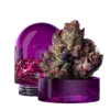 RS11 Wizard Trees Kaufen