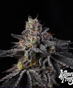 Rainbow Gelato Wizard Trees Seeds Kaufen Online