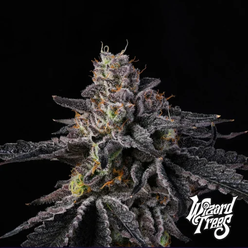 Rainbow Gelato Wizard Trees Seeds Kaufen Online