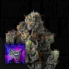 Sherbz Wizard Trees Seeds Kaufen Online