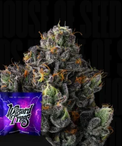 Sherbz Wizard Trees Seeds Kaufen Online