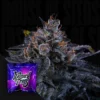 Sherbzooka Wizard Trees Seeds Kaufen Online