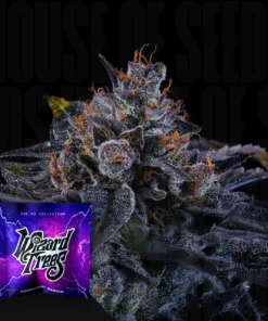 Sherbzooka Wizard Trees Seeds Kaufen Online