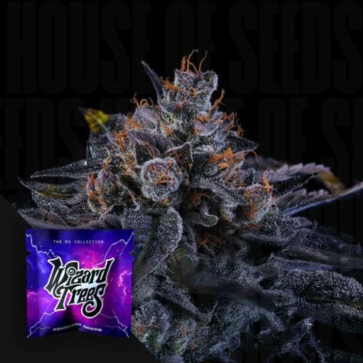 Sherbzooka Wizard Trees Seeds Kaufen Online