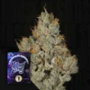 Studio Sesh Wizard Trees Seeds Kaufen Online