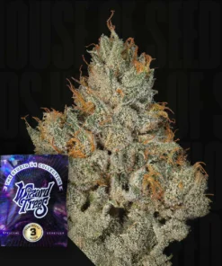 Studio Sesh Wizard Trees Seeds Kaufen Online