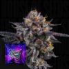 The Keeper Wizard Trees Seeds Kaufen
